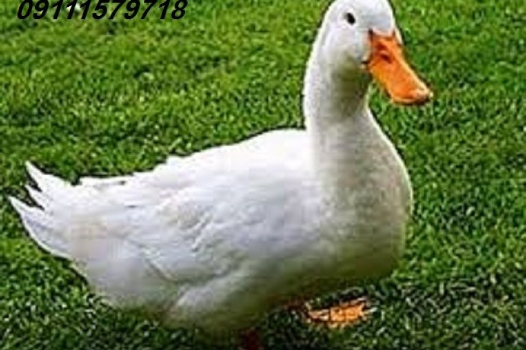 جوجه غاز  آغاز ثبت نام جوجه غاز 