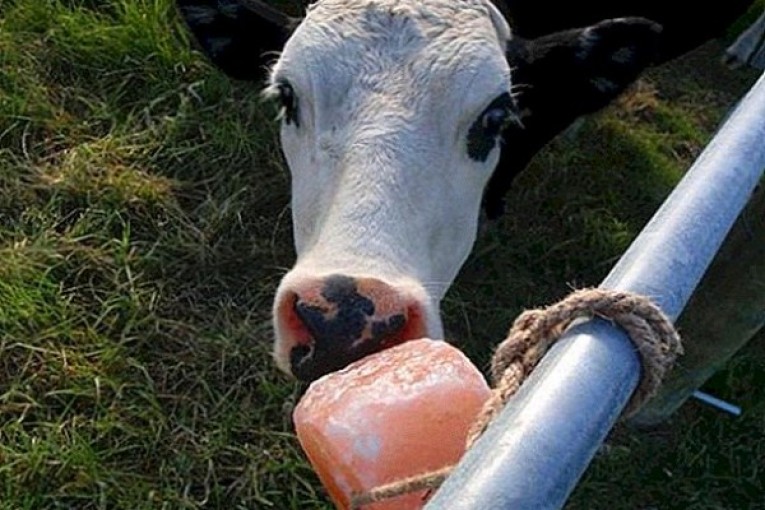 فروش سنگ نمک دامی