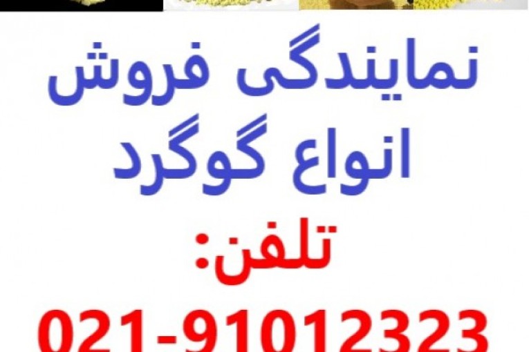 گوگرد فروشی در گیلان و رشت - قیمت گوگرد 