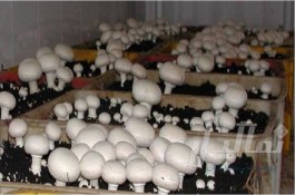 دوره پرورش قارچ دکمه ای و صدفی با 25% تخفیف ویژه 