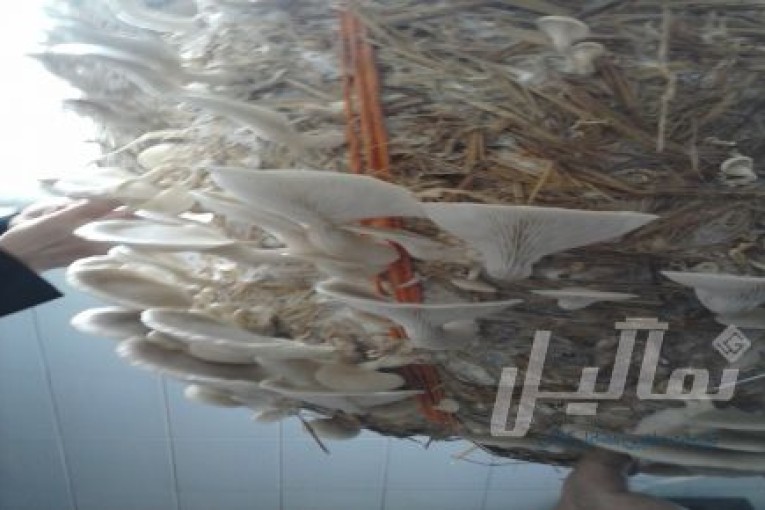 دوره پرورش قارچ دکمه ای و صدفی با 25% تخفیف ویژه 