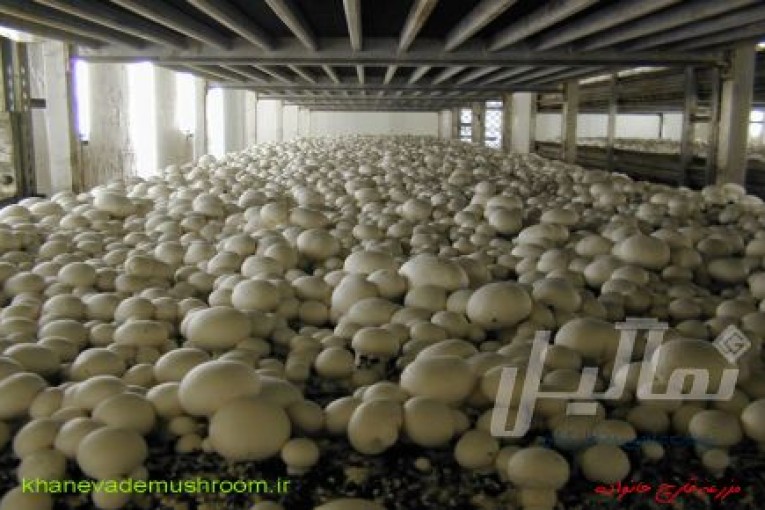 دوره پرورش قارچ دکمه ای و صدفی با 25% تخفیف ویژه 