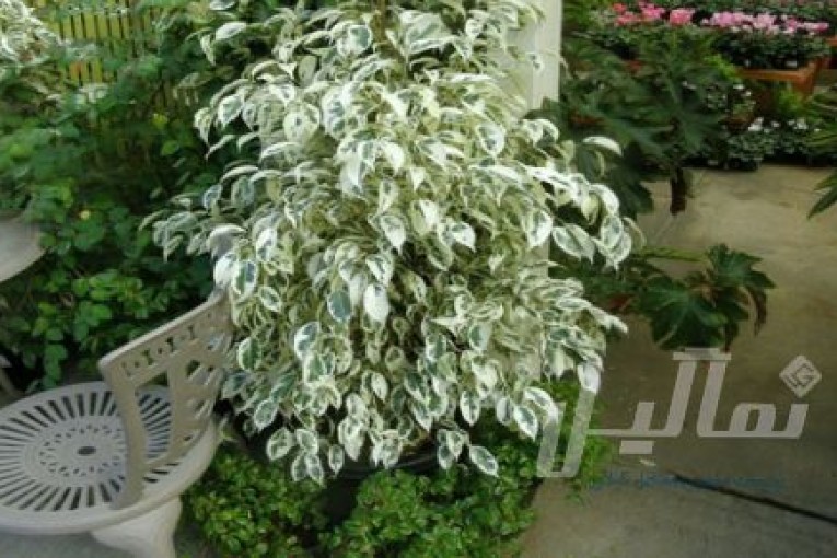 توزيع گل آيسان