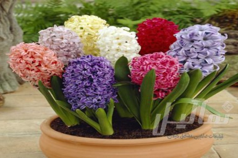 توزيع گل آيسان