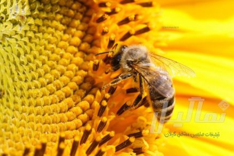 دوره ی زنبور داری با شرایط ویژه 