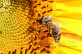 دوره ی زنبور داری با شرایط ویژه 